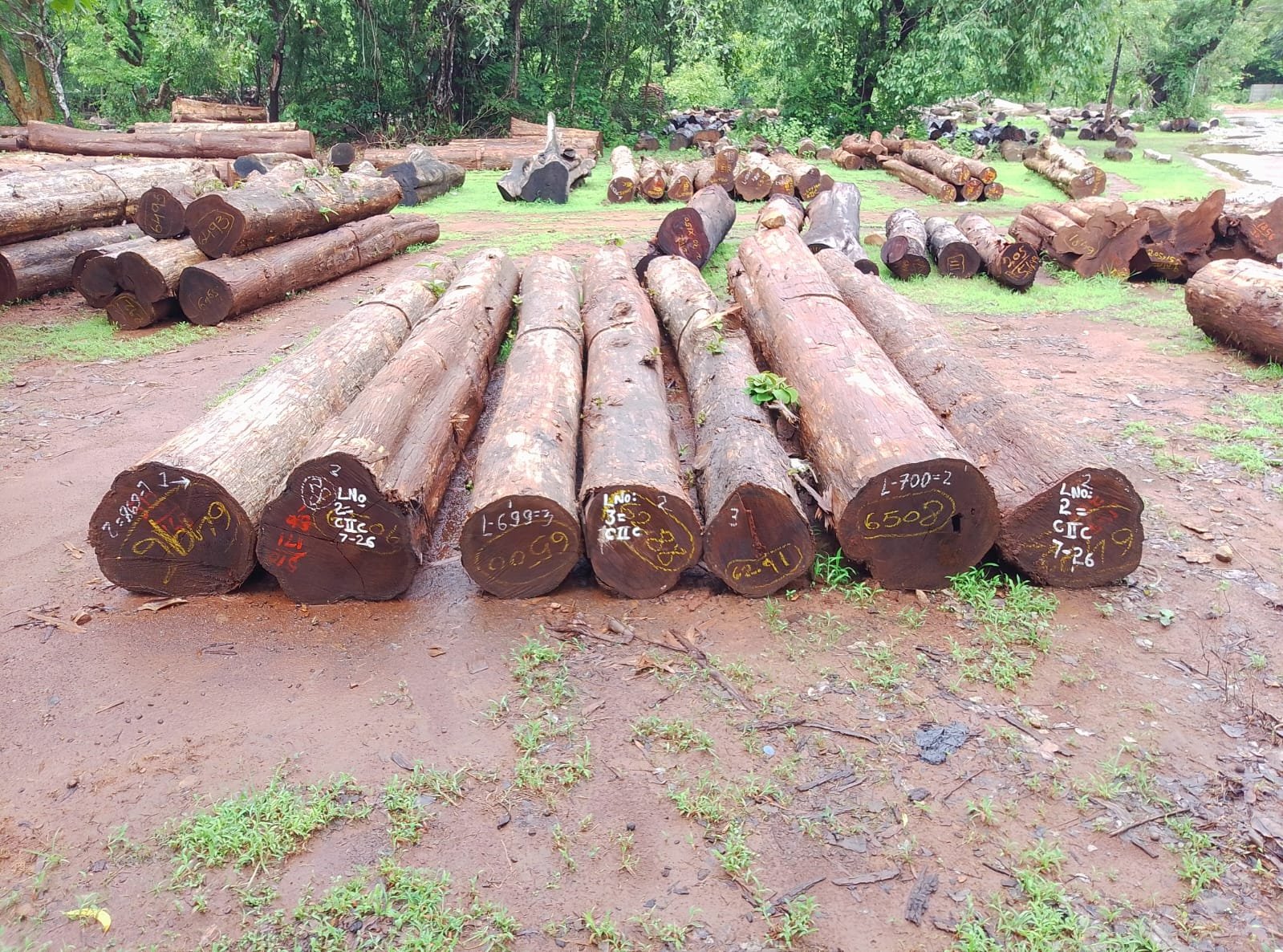 Raw Dandeli Teak Timber